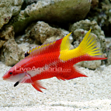 Cuban Hogfish 