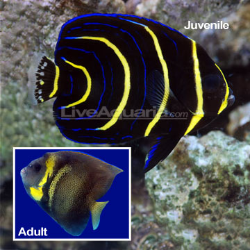 Cortez Angelfish 