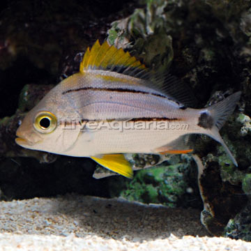 Porkfish