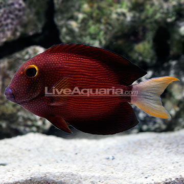 White Tail Bristletooth Tang