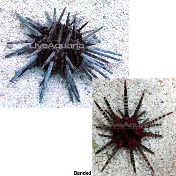 Pencil Urchin