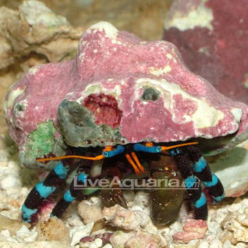 Electric Blue Hermit Crab