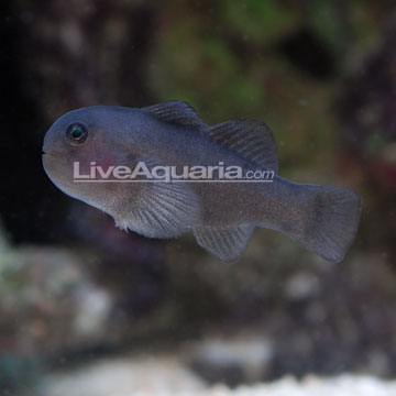 Clown Goby, Black