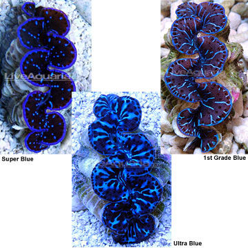 Maxima Clam Blue, Aquacultured