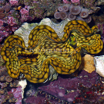 Squamosa Clam, Aquacultured