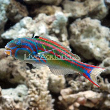 Pinkface Wrasse