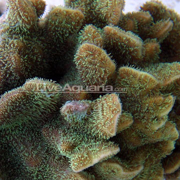 Pavona Coral