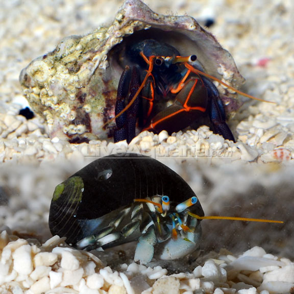 Dwarf Zebra/Orange & Black Hermit Crab 