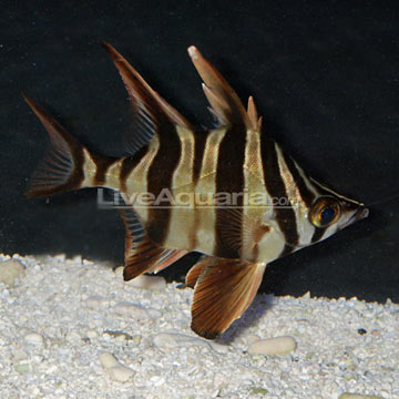 Old Wife Fish