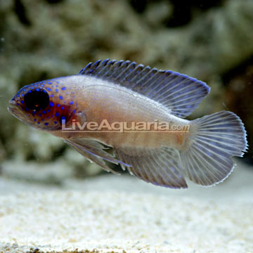 Western Blue Devil