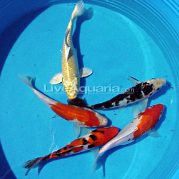 Assorted Koi - Imported (Malaysia)