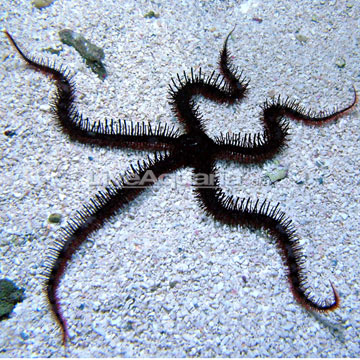 Brittle Sea Star