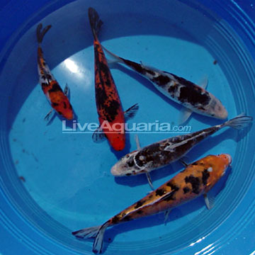 Assorted Koi - Domestic