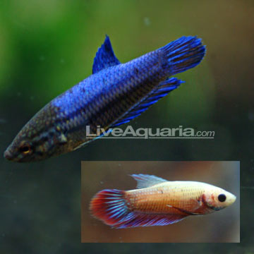 Betta, Female