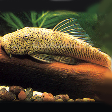 Thomasi (L-188a) Plecostomus