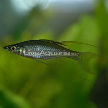 Threadfin Rainbow Group