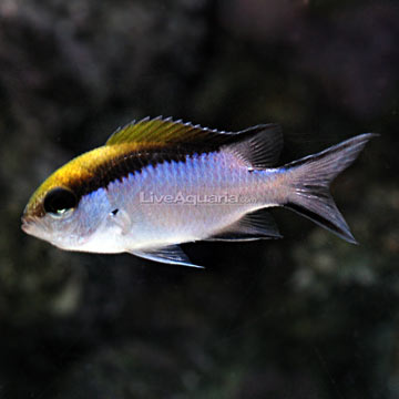 Barrier Reef Chromis