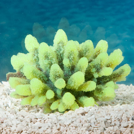 Aquatic Creations Yellow Tipped Gray Acropora Aquarium Décor