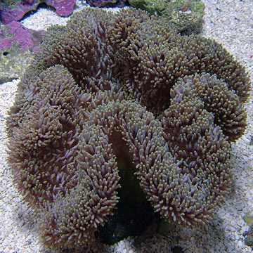 True Carpet Anemone EXPERT ONLY - Tan