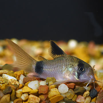 Panda Cory Cat