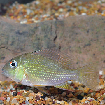 Threadfin Geophagus