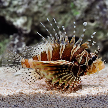 Dwarf/Zebra Lionfish