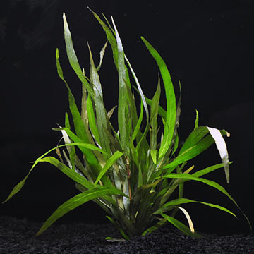 Hygrophila Angustifolia