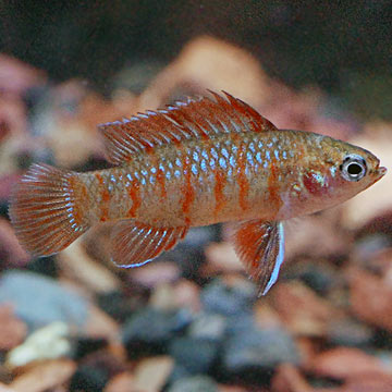 Scarlet Gem Badis