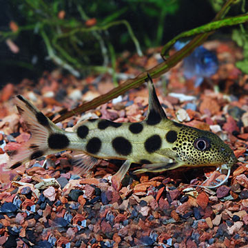 Synodontis Zebra Hybrid