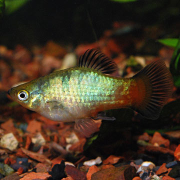 Rainbow Platy Group