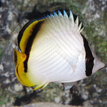 Vagabond Butterflyfish