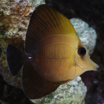 Scopas Tang 