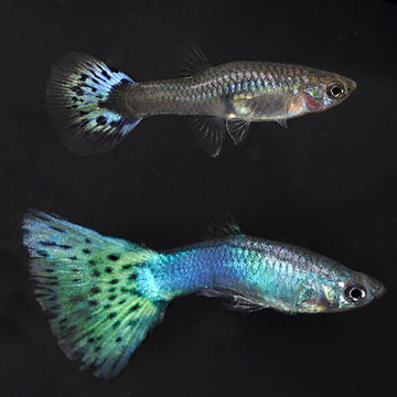 Purple Snowflake Guppy (Pair)