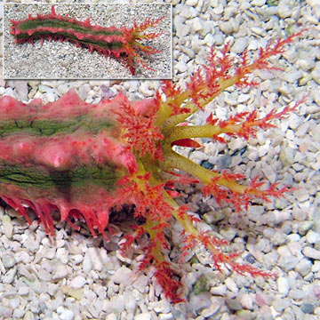 Spiny Sea Cucumber, Green w/Pink & Yellow EXPERT ONLY