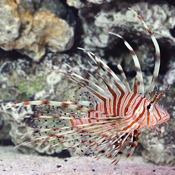 Miles Lionfish