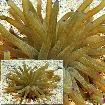 Haitian Reef Anemone