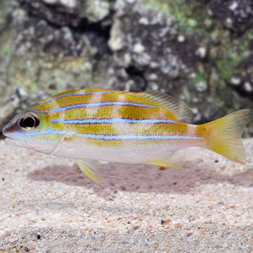 Bluestripe Snapper