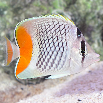 Pearlscale Butterflyfish