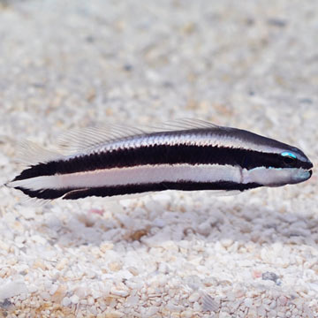 Striped Dottyback, Captive-Bred