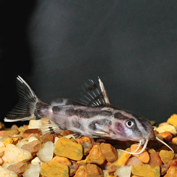 Synodontis Flavitaeniatus Catfish 