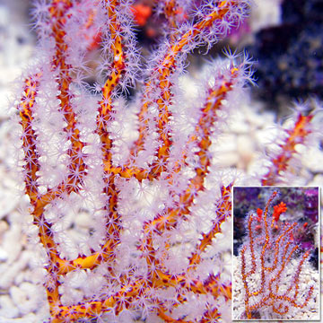 Yellow Finger Gorgonian EXPERT ONLY