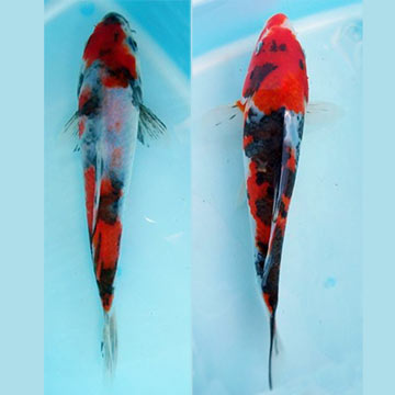 Showa High Quality Koi, Japan Strain