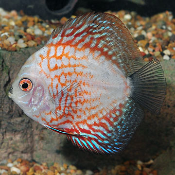 Pigeon Blood Discus 