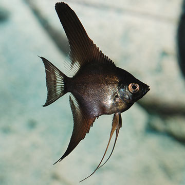 Black Angelfish