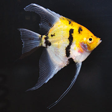 Blushing Angelfish