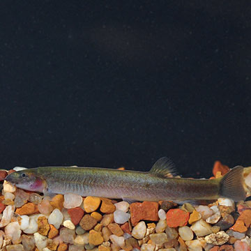 Black Kuhlii Loach Group