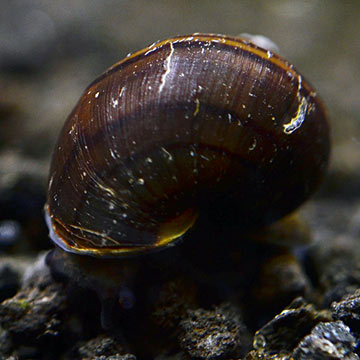 Black Mystery Snail Group