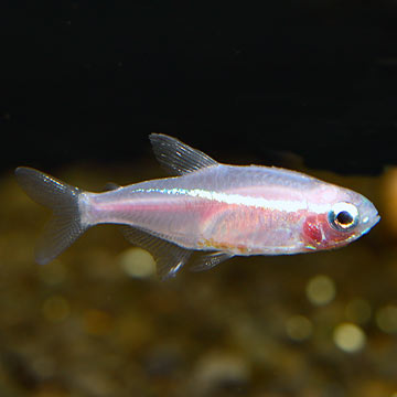 Gold Neon Tetra