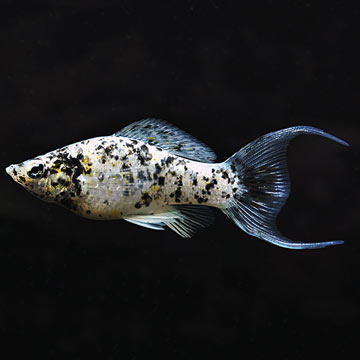 Dalmatian Lyretail Molly Livebearers