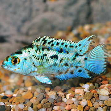 Electric Blue Jack Dempsey